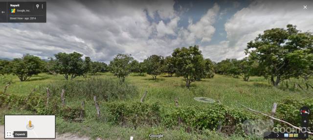 Atención inversionistas 20 hectáreas de huerta de mango
