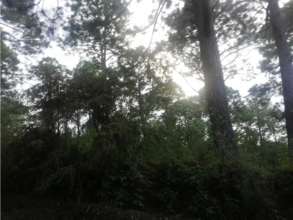 Terreno céntrico en el bosque de mazamitla